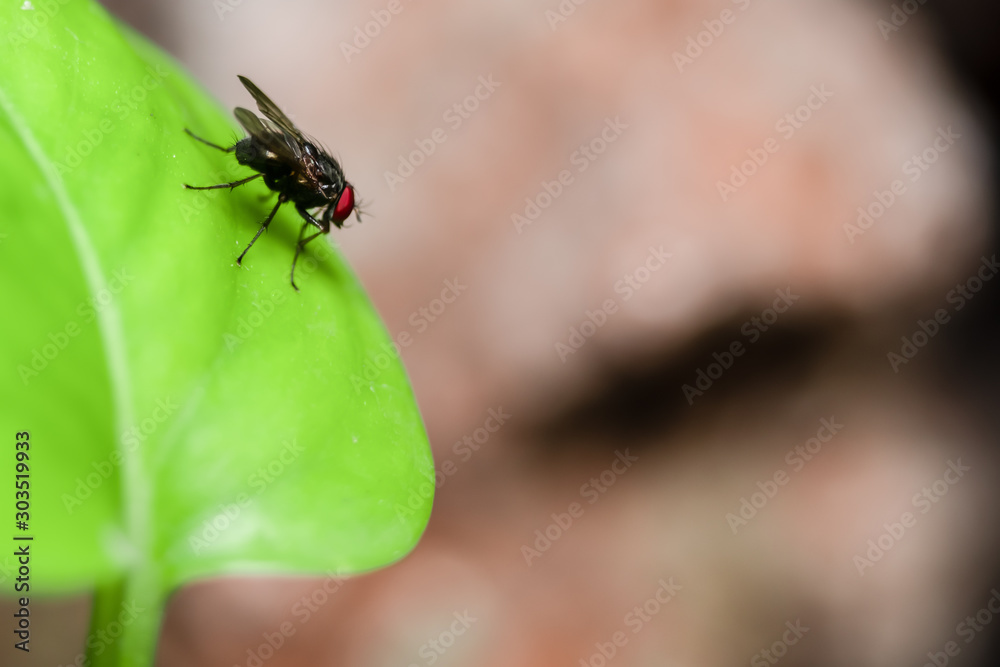 close up macro view house fly bug above green leaf background with copy space close up macro view house fly bug above green leaf background with copy space