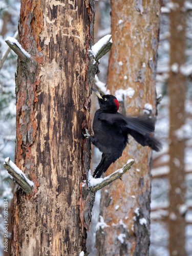 A black woodpecker flies up to a dry tree and sits on it. The bark of a pine tree is torn off by a woodpecker. photo