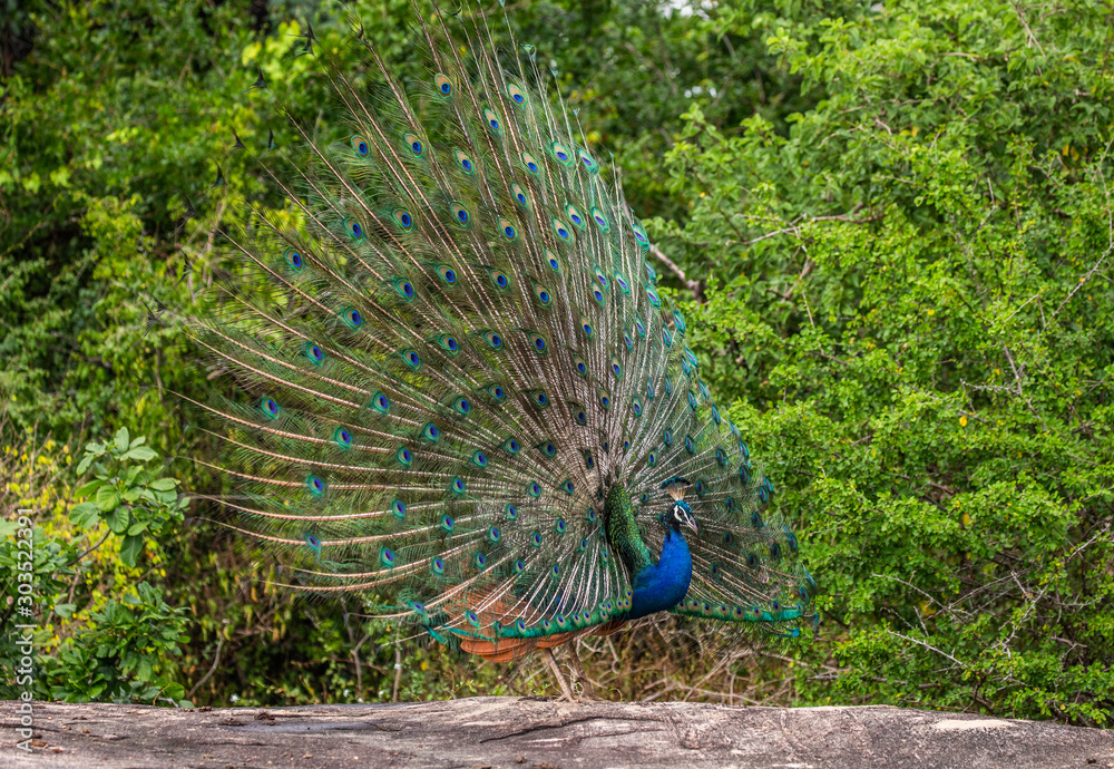 Obraz premium Peacock with a spread tail stands on a stone in the background of the jungle. Sri Lanka. Yala National park