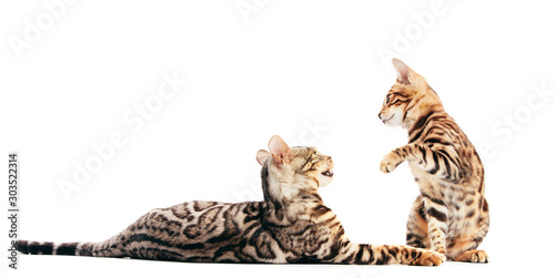 Two Bengal cats playing together, isolated on white