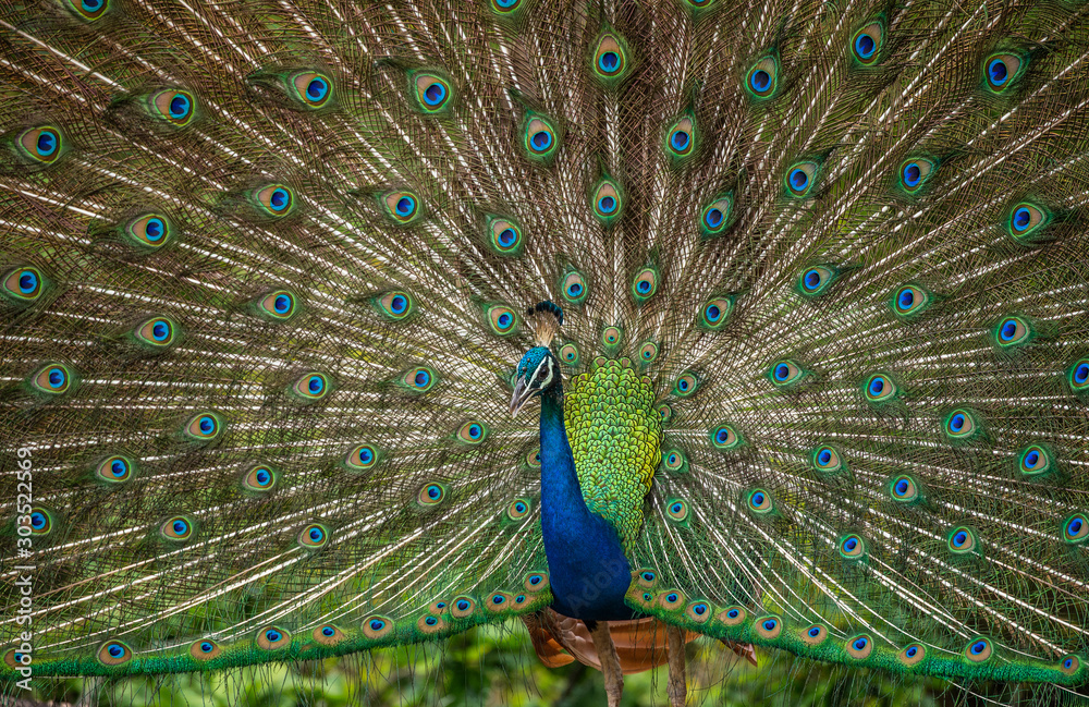 Fototapeta premium Portrait of a peacock on the background of his tail. Close-up. Sri Lanka. Yala National park