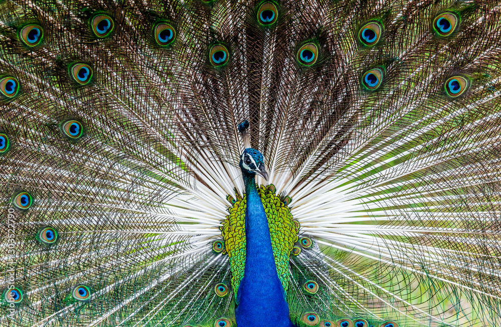 Obraz premium Portrait of a peacock on the background of his tail. Close-up. Sri Lanka. Yala National park