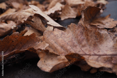 Fallen dry oak leaves closeup