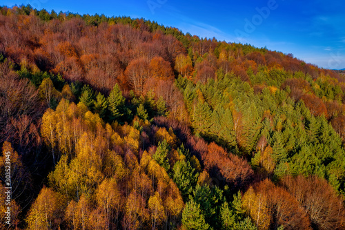Aerial view of autumn forest . Amazing landscape   trees with red and orange leaves in day  National Park Livaditis Xanthi  Greece