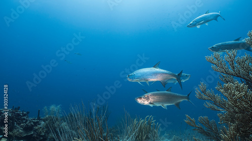 Seascape of coral reef in Caribbean Sea / Curacao with Tarpon fish, coral and sponge