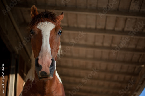 Horse looks down at camera © Jeremy Crowle