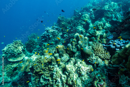 underwater scene with coral reef and fish,Sea in southern Thailand.