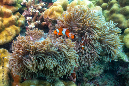 Beautiful clown fish in the sea anemone.