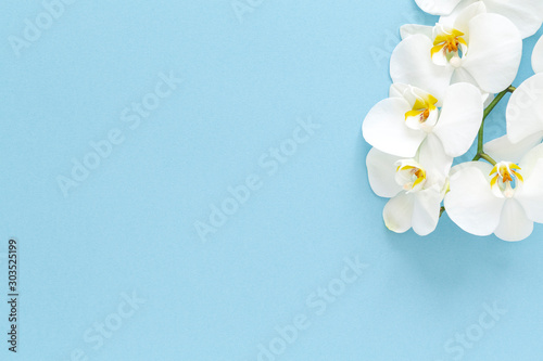White Phalaenopsis orchid flowers on blue background. Top view, flat lay. Tropical flower, branch of orchid close up. Beautiful orchid background.  © Elena Verba