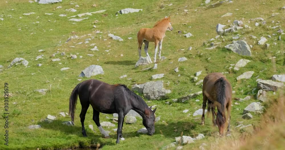 Landscape with horses in the mountains Landscape with horses in the mountains
