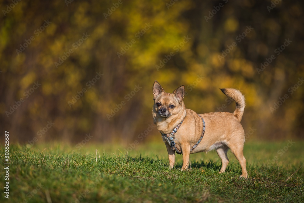 Portrait of cute small beige Chihuahua dog with harness standing on green grass. Blurry yellow and brown background. Sunny autumn day in nature.