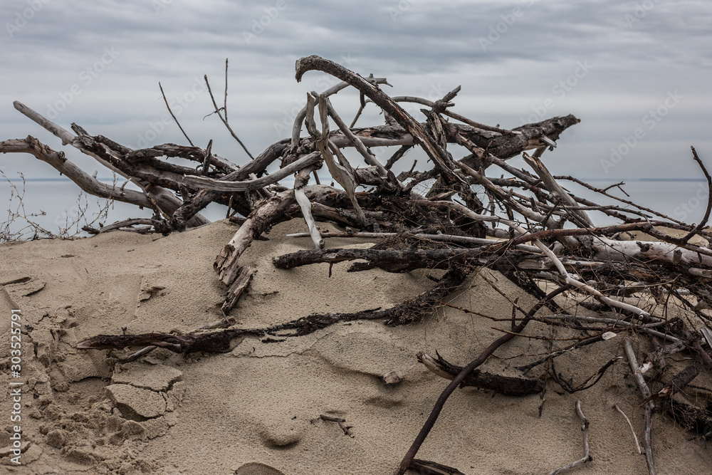 Naklejka premium Branches on sand dune