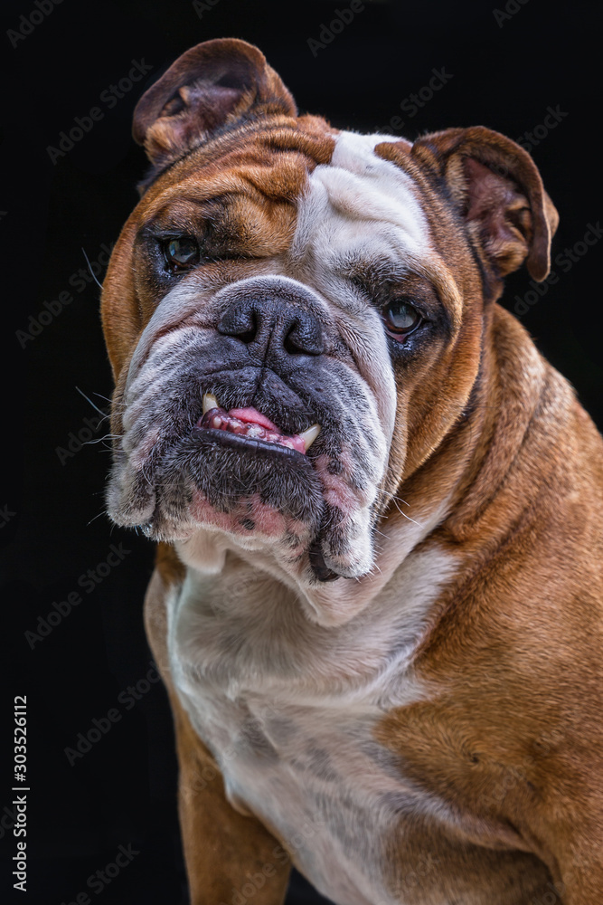 English bulldog front studio photography