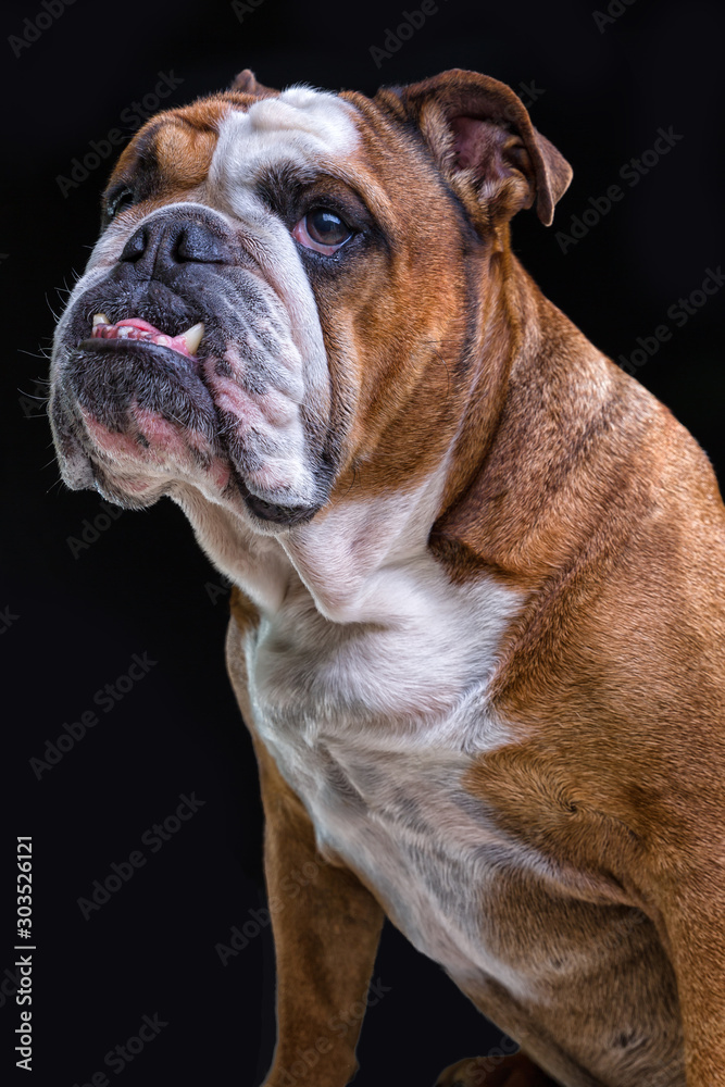 English bulldog side studio photography