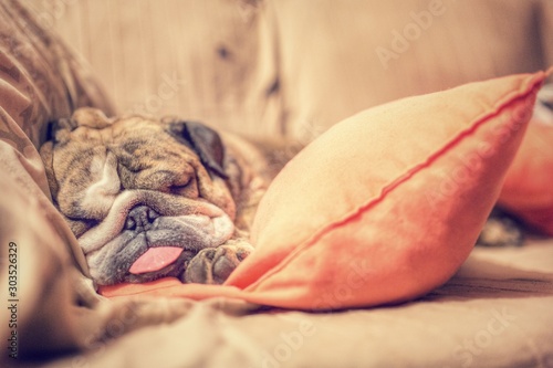 Bulldog having sweet dreams on the sofa