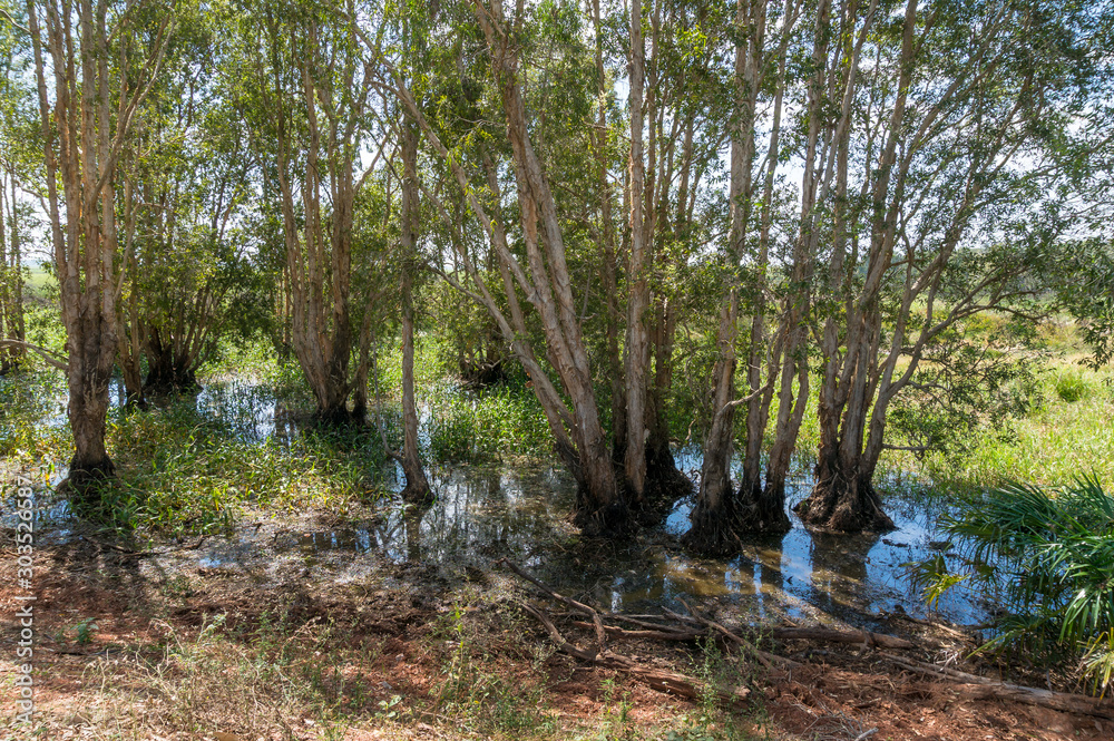 Nature background of flooding with eucalyptus trees in water Nature background of flooding with eucalyptus trees in water