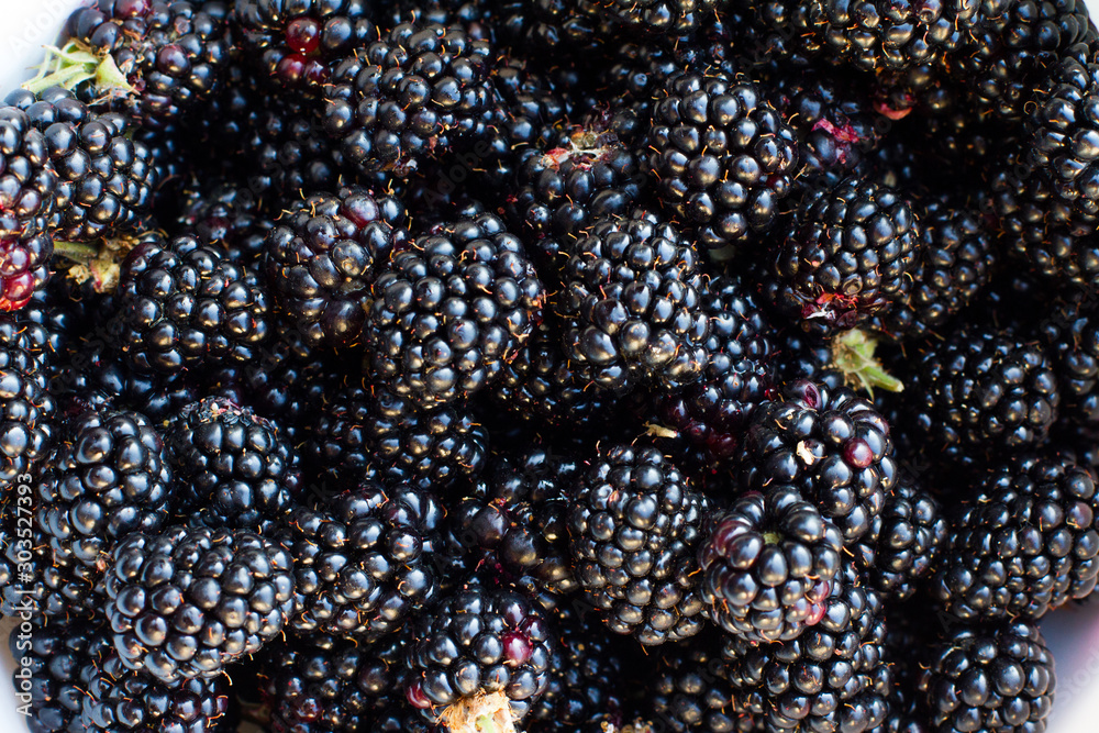 Fresh blackberries. ready for operation. Bunch of fresh blackberries, background. the view from the top. space for text. Dark blue BlackBerry. Fresh blackberries. ready for operation. Bunch of fresh blackberries, background. the view from the top. space for text. Dark blue BlackBerry.
