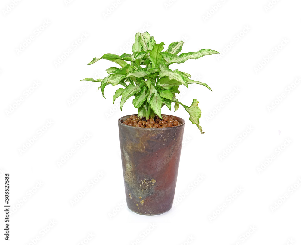 Arrowhead plant in Japanese clay pot Isolated on white background. Commonly cultivated as a houseplant. Common names include: arrowhead vine, arrowhead philodendron, goosefoot, African evergreen.