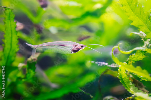 Glass catfish (Kryptopterus bicirrhis) - a unique transparent freshwater fish in aquarium. Close-up undewater photo of fish among green seaweed. Visible spine and bones