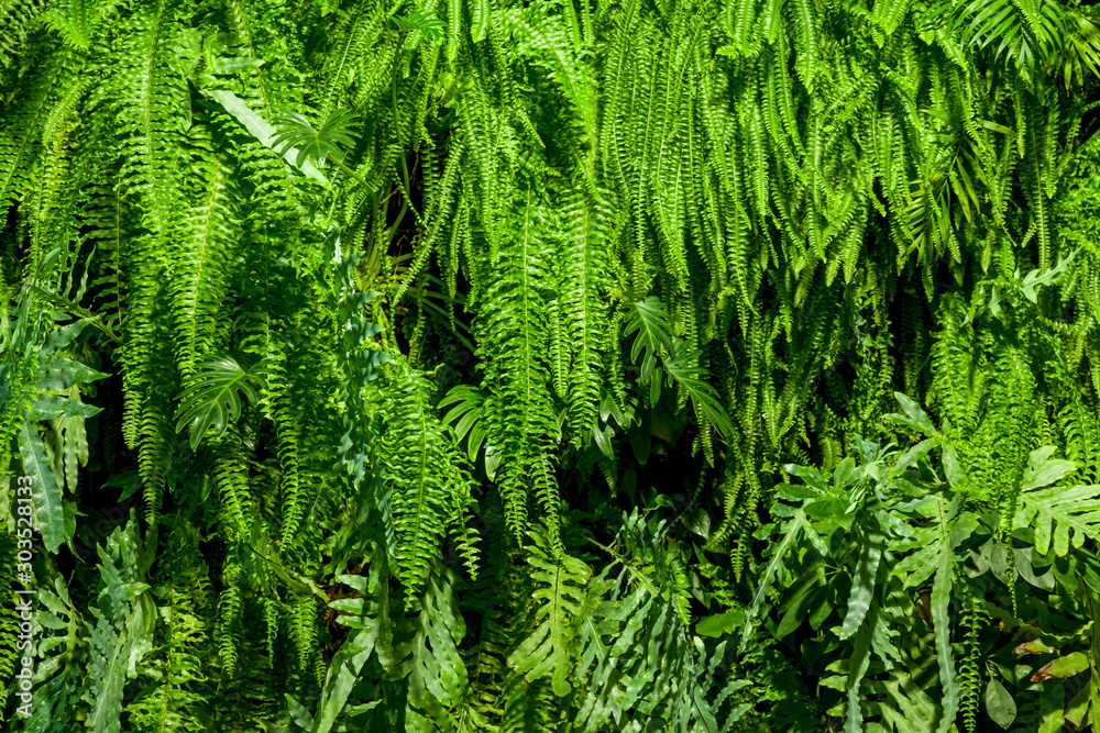 Green leafy background Green leafy background