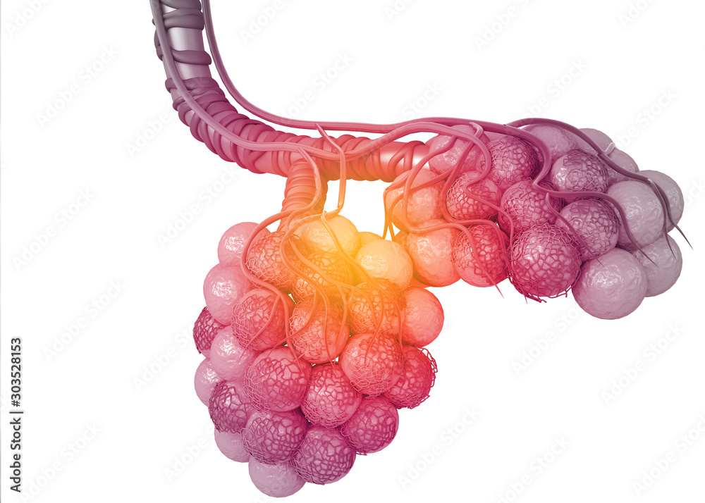 Fototapeta Alveoli in the lungs. 3d render.
