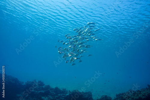School of fish at the Red Sea, Egypt