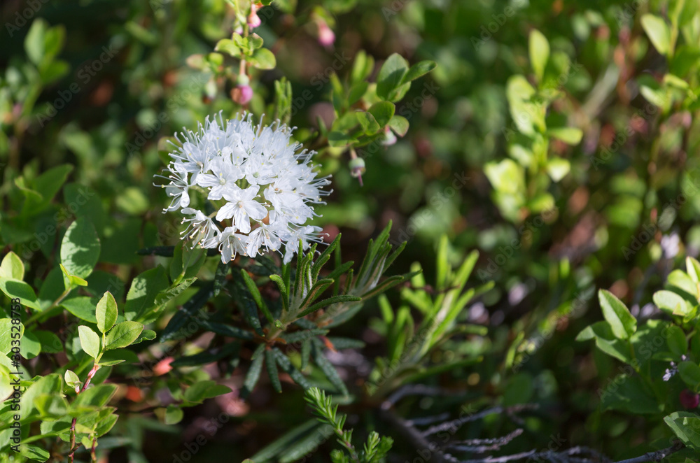 Flowering Rhododendron tomentosum (syn. Ledum palustre) Flowering Rhododendron tomentosum (syn. Ledum palustre)