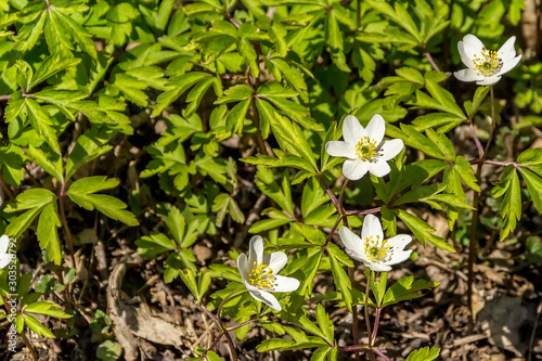 a few blossoming white flowers among the green foliage