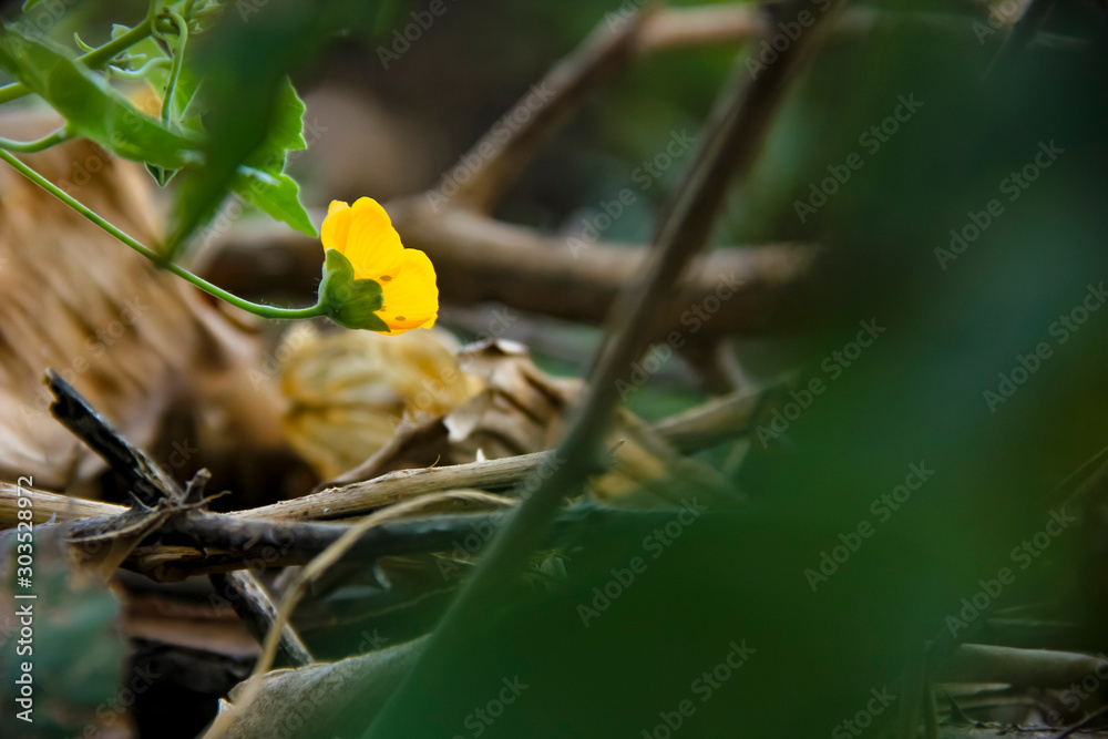 Fotografie Yellow color flower on tree branch
