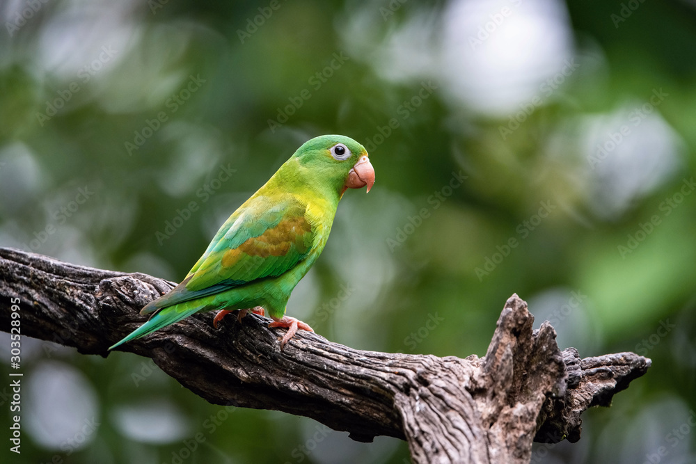 Brotogeris jugularis, Orange-chinned parakeet The bird is perched on the branch in nice wildlife natural environment of Costa Rica, parrot.. Brotogeris jugularis, Orange-chinned parakeet The bird is perched on the branch in nice wildlife natural environment of Costa Rica, parrot..