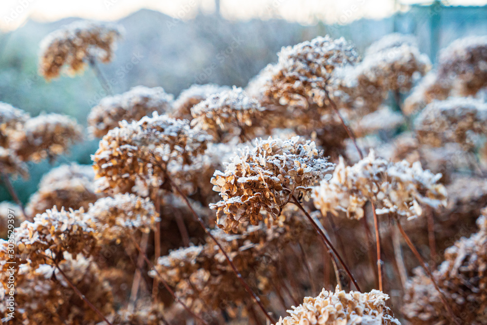 frozen hydrangea flowers in the garden frozen hydrangea flowers in the garden