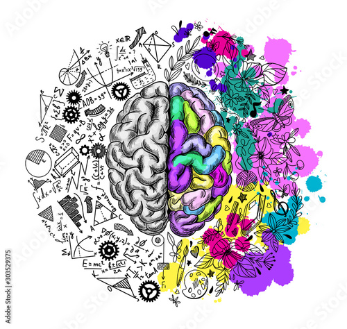 Hand drawn brain, left and right semispheres