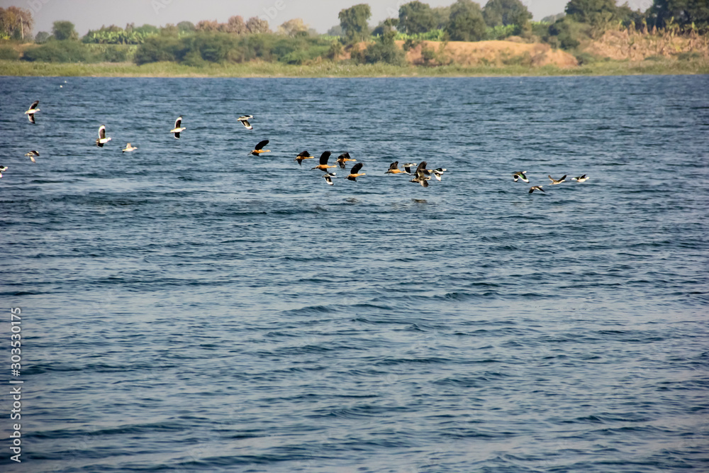 Flamingo birds group flying on lake Flamingo birds group flying on lake
