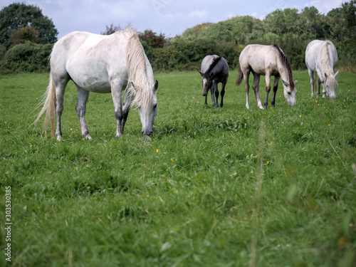 Four horses in a field grazing green grass. Selective focus. © mark_gusev