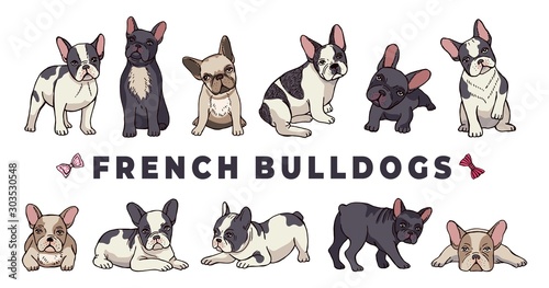 French bulldogs. Vector bulldog set. Funny cartoon puppy isolated on white background. Puppy bulldog, purebred dog funny illustration photo