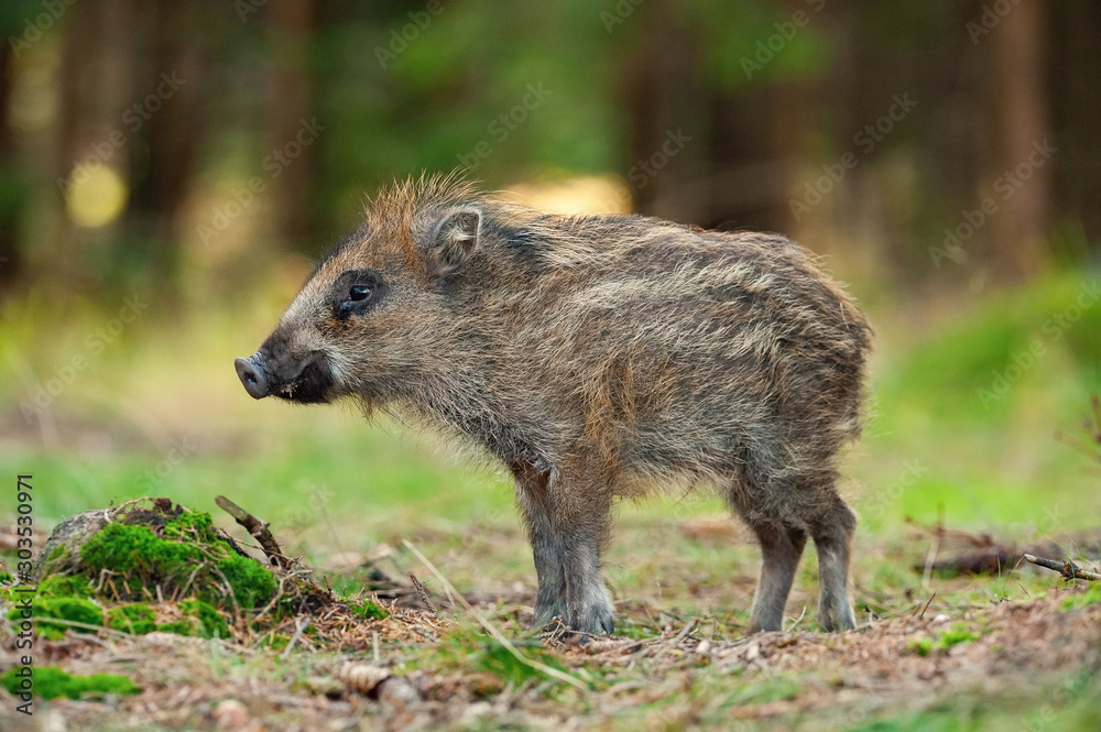 The Wild Boar piglet, sus scrofa is standing in the shoreline of a pond in the golden light of sunset. The Piglet is mirroring in the golden surface of the pond. The Wild Boar piglet, sus scrofa is standing in the shoreline of a pond in the golden light of sunset. The Piglet is mirroring in the golden surface of the pond.