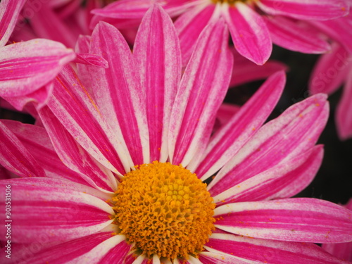 Chrysanth  mes roses  Chrysanthemum