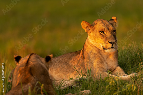 Golden Hour Lion19 © Brian
