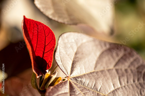 Autumn red and beige leaves close up on a blurry background