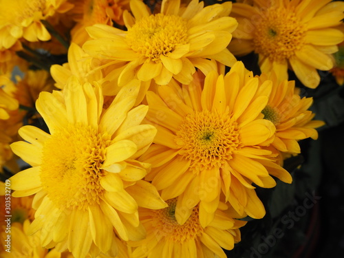 Tablou pe pânză Chrysanthèmes jaunes, Chrysanthemum
