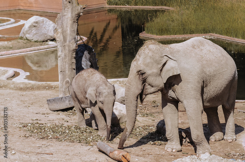 big beautiful elephant with big ears in the magnificent zoo of Budapest with slender legs and a long big trunk