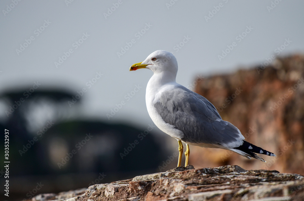 A large gull with a yellow beak stands on a large gray stone and waits for tourists to feed in the Italian city of Rome A large gull with a yellow beak stands on a large gray stone and waits for tourists to feed in the Italian city of Rome