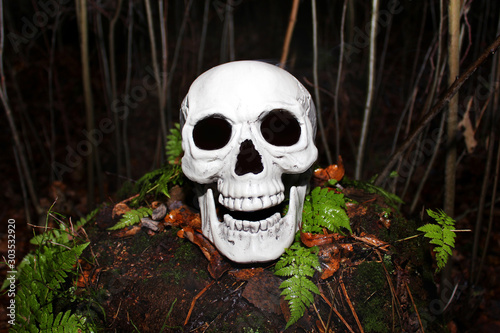 Grinning white human skull in the middle of the forest