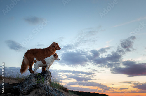 Two dogs stand on a log against the backdrop of sunset at sea. Nova Scotia Duck Tolling Retriever and a Jack Russell Terrier © annaav