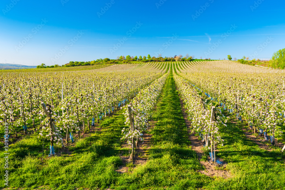 Agricultural Landscape with Plantation of Blooming Apple Trees