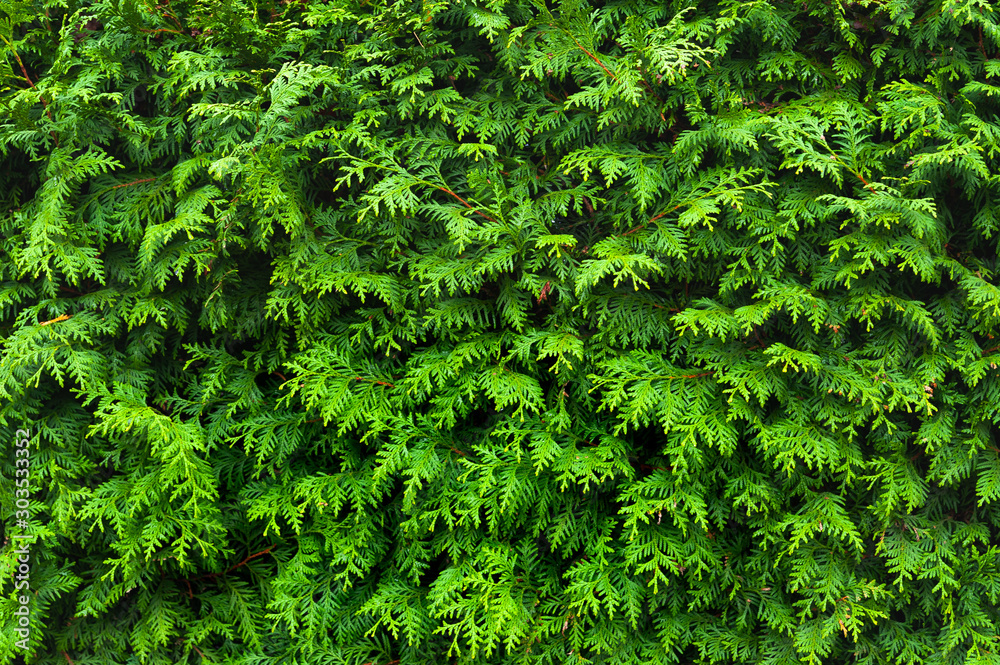 Green christmas background. Thuja branches occidentalis.