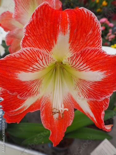 Amaryllis rouge blanche, gros plan photo