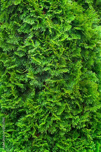 Green christmas background. Closeup of a branch of the thuja occidentalis.