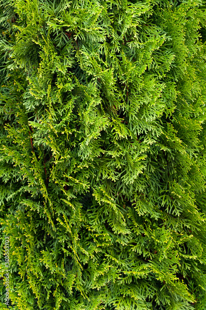 Green christmas natural background. Closeup of a branch of the thuja occidentalis. Basis for Christmas postcards. Green christmas natural background. Closeup of a branch of the thuja occidentalis. Basis for Christmas postcards.