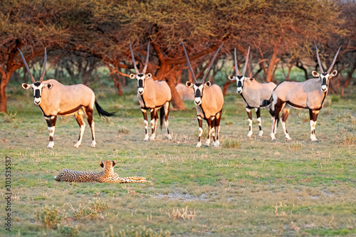 Fototapeta Naklejka Na Ścianę i Meble -  Oryx v Cheetah5